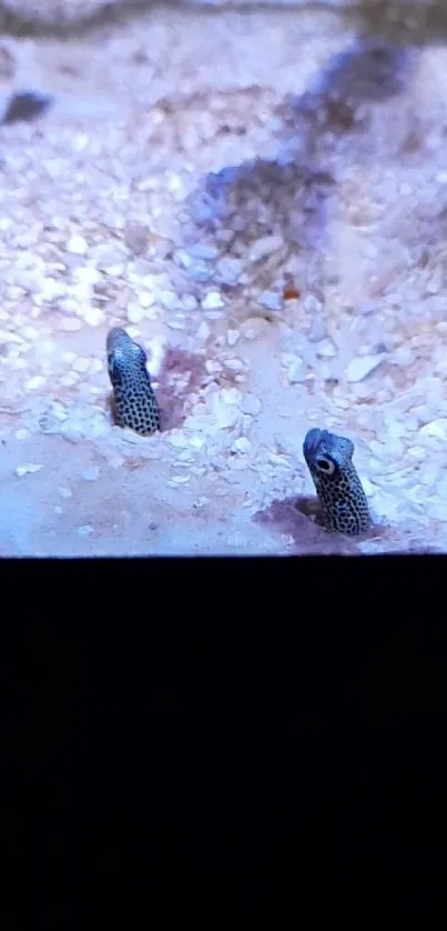 Peaceful sandy aquarium with eels peeking out.