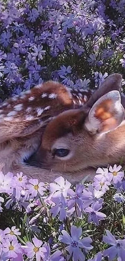 Fawn resting peacefully in lavender flower field.