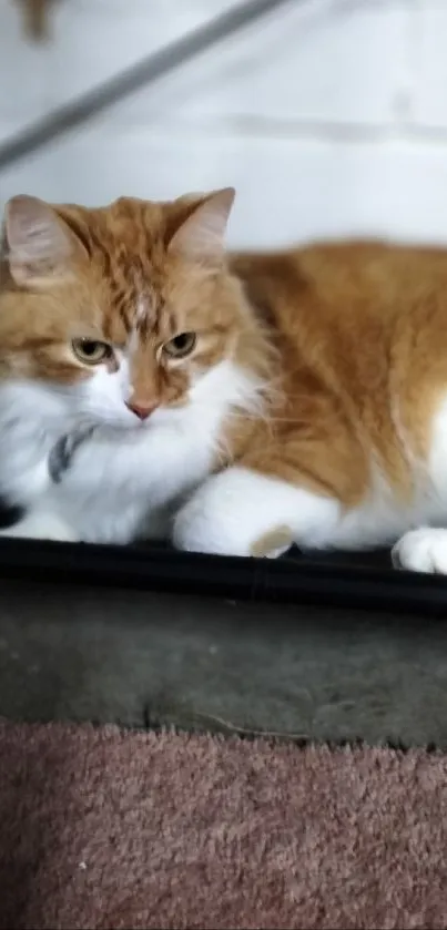 Adorable cat resting on a soft carpet by a brick wall.