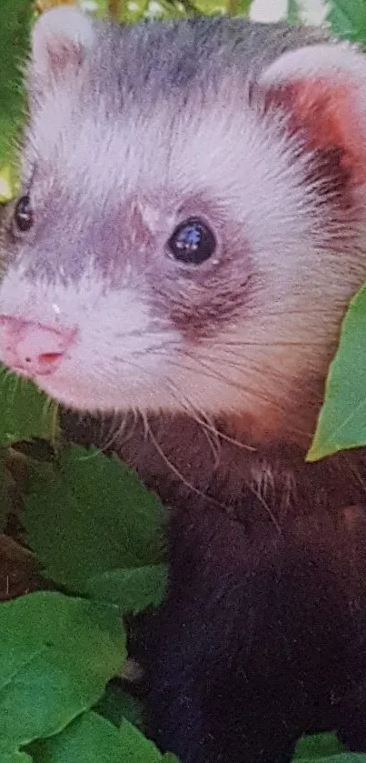 Adorable ferret peeking through lush green leaves in a nature-themed wallpaper.