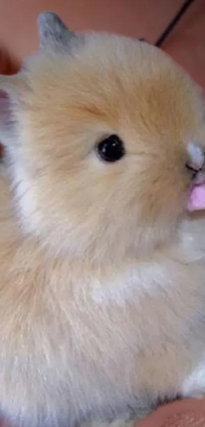 Adorable fluffy bunny with soft fur.