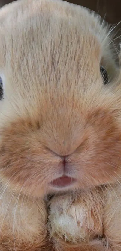 Close-up of a cute fluffy bunny with soft fur.