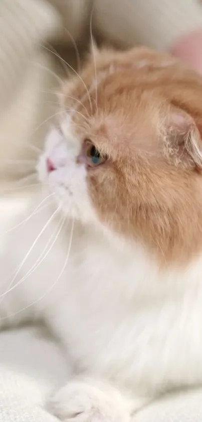 Adorable ginger and white fluffy cat with a serene background.