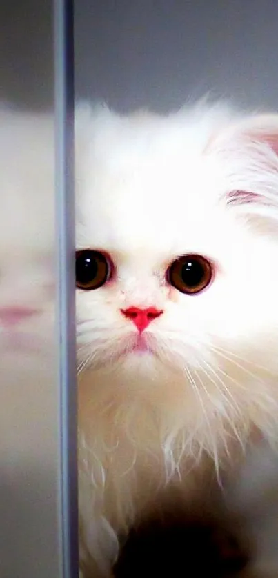 Fluffy white cat peeking curiously with reflection.