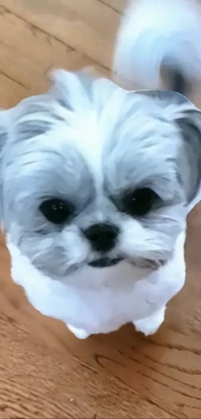 Cute fluffy dog on a wooden floor looking up.