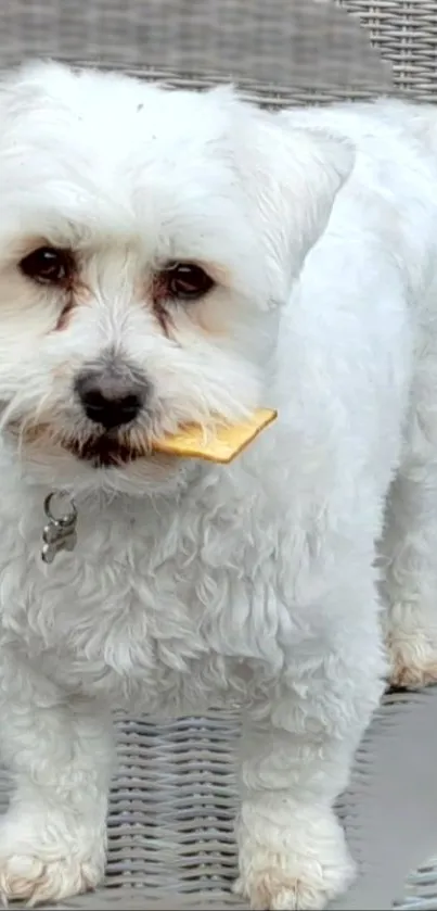 Fluffy white dog holding a treat.