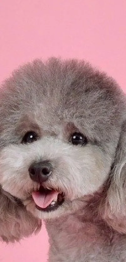 Fluffy dog with pink backdrop, tongue out.