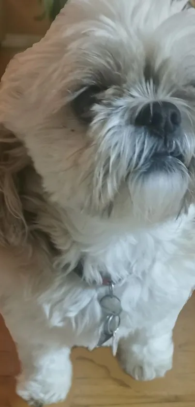 Charming fluffy dog with a curious look on a wooden floor.