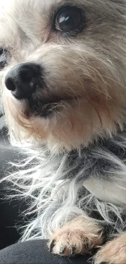 Cute fluffy dog sitting in a car seat.