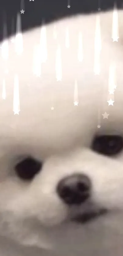 Fluffy white dog with a starry background.