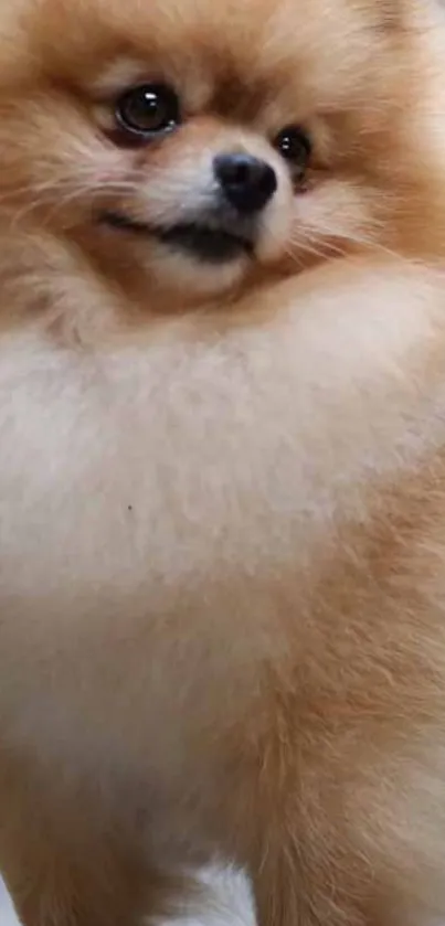 Fluffy Pomeranian puppy standing adorably.