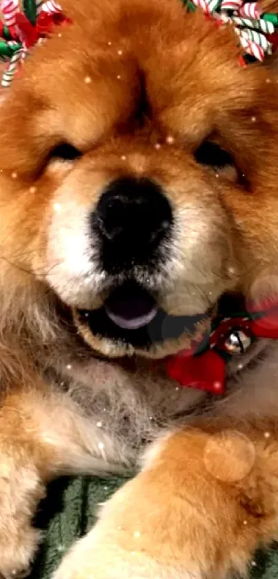 Fluffy brown dog with festive red bows lying down.