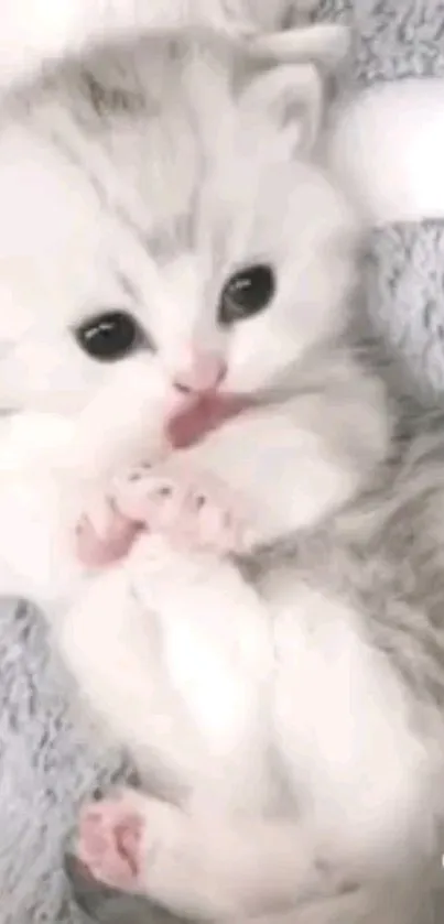 Adorable fluffy kitten lying on a gray soft background.