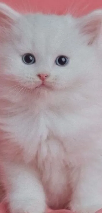Fluffy white kitten with blue eyes on a pink background.
