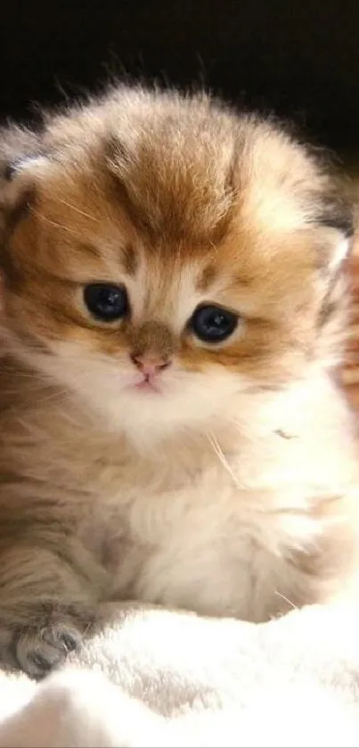 Cute fluffy kitten sitting in a basket.