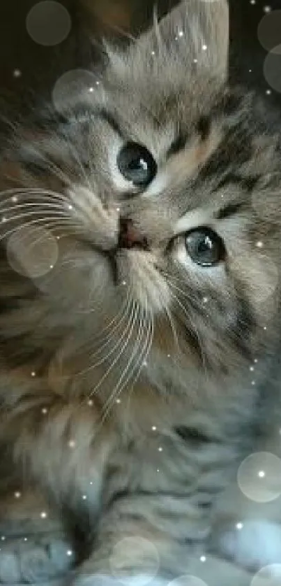 Beautiful fluffy kitten with big eyes and soft fur, gazing curiously.