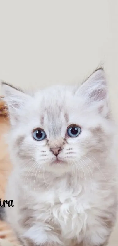 Adorable fluffy kitten with soft fur and bright eyes in a light gray basket setting.