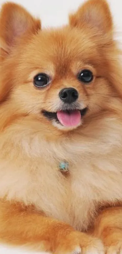 Cute fluffy Pomeranian dog with a golden coat on a plain background.