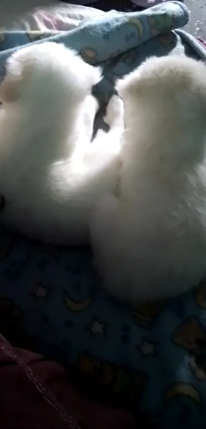 Two fluffy white puppies rest on a soft, patterned blanket.