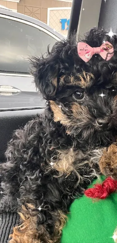 Fluffy black puppy with pink bow sitting in car.