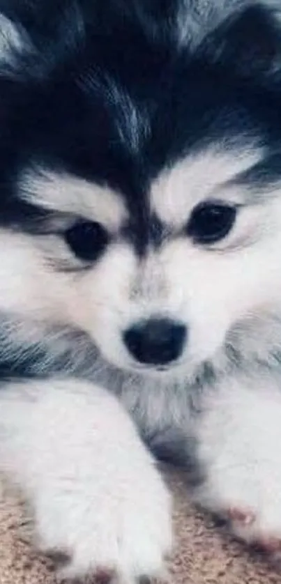 Fluffy puppy with bright eyes on carpet background.