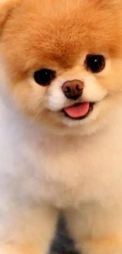 Adorable fluffy puppy with warm light brown fur.