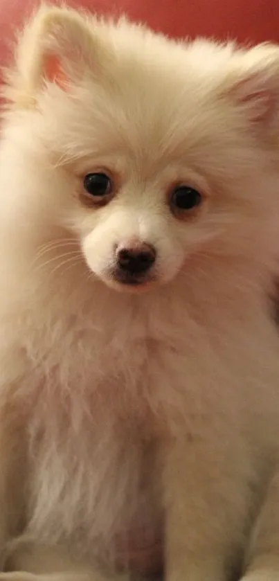 Adorable fluffy Pomeranian puppy on a red chair, perfect for wallpaper.