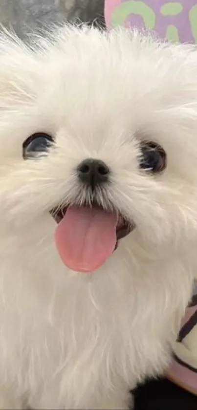 Adorable fluffy white puppy with playful expression.