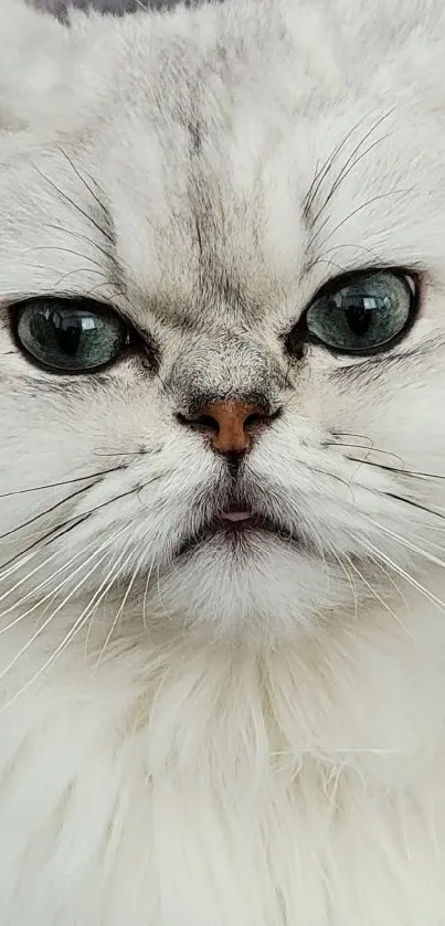 Fluffy white cat with striking eyes.