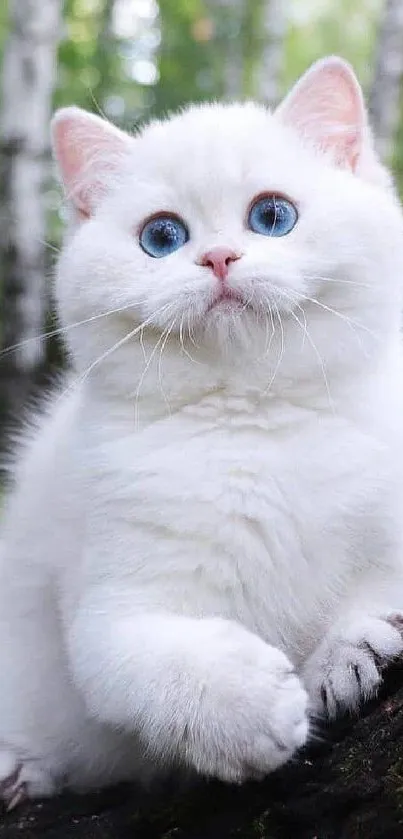 Fluffy white kitten with blue eyes in a lush green forest.