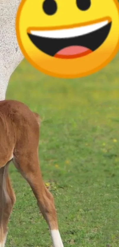 Playful foal in a green field with a smiling emoji overlay.