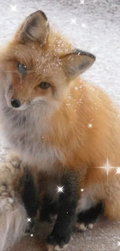 Cute fox sitting in snowy background with sparkling snowflakes.