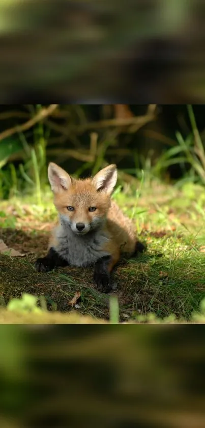 Adorable fox resting in a sunlit forest setting, surrounded by greenery.