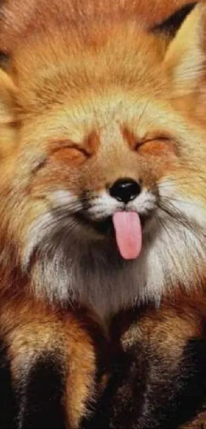 Cute fox with tongue out and eyes closed