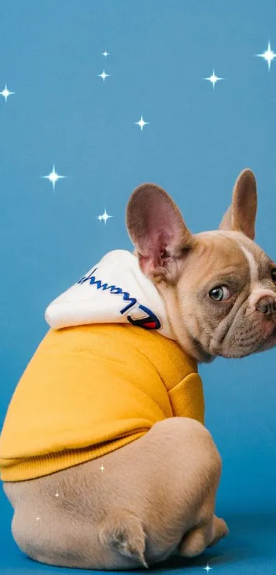 French bulldog in yellow hoodie on blue background.