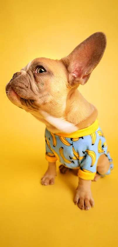 Cute French bulldog in banana outfit on yellow background.