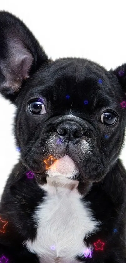 French Bulldog puppy sits on chew toys, isolated on white.