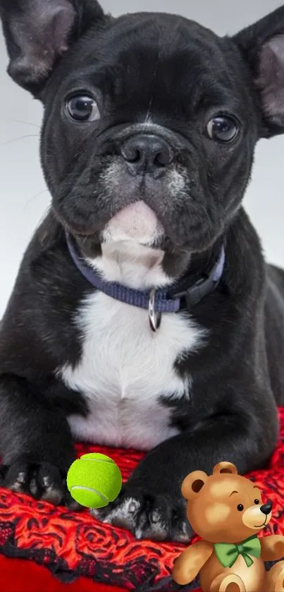 French Bulldog puppy on a red blanket with a teddy bear and tennis ball.