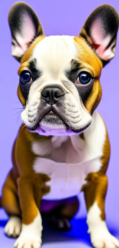 Cute French bulldog with lavender background