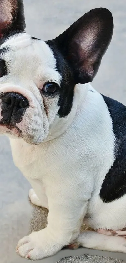 Adorable French Bulldog puppy with black and white fur sitting on a soft surface.