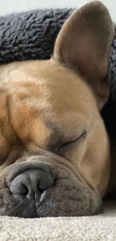French Bulldog sleeping under a cozy gray blanket, perfect for phone wallpaper.