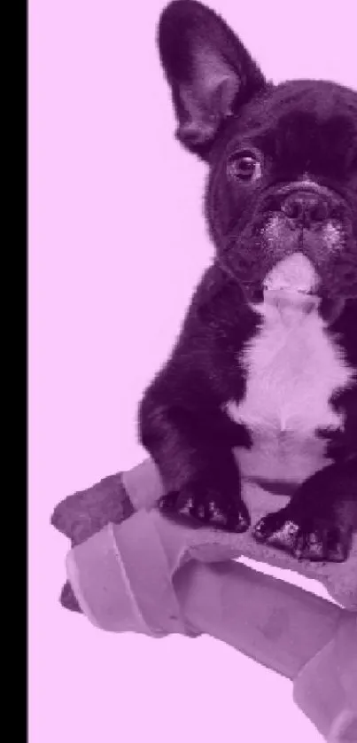 French Bulldog on pink wallpaper, perfect for mobile screens.