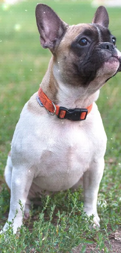 Charming French Bulldog sitting on grass