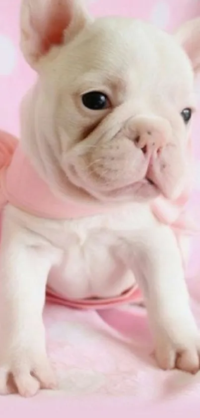 Cute French Bulldog puppy on a pink background in playful pose.