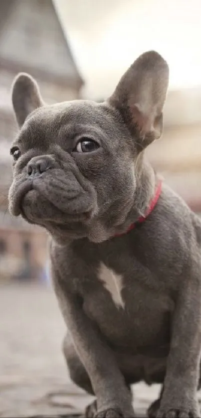 Adorable French Bulldog on cobblestone street with blurred city background.