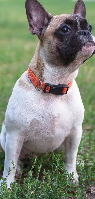 Cute French Bulldog with an orange collar on green grass.