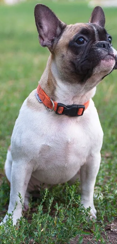 French Bulldog sitting on green grass looking upwards.