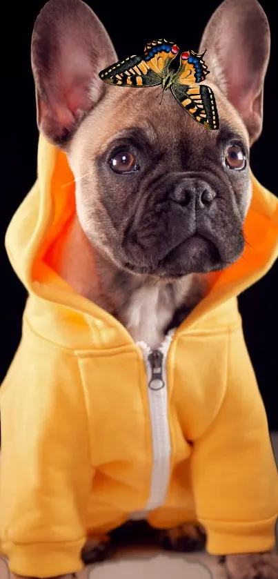 French Bulldog in yellow hoodie with butterfly on head, cute mobile wallpaper.