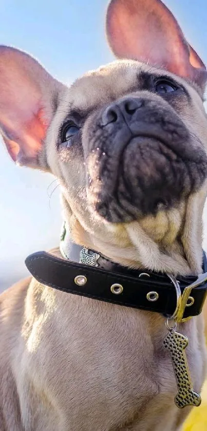 Adorable French Bulldog with perked ears on a sunny day.