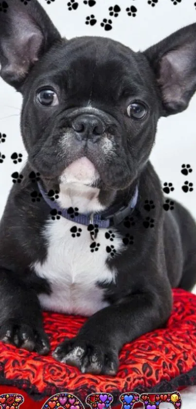 Cute French Bulldog on red cushion with paw prints.